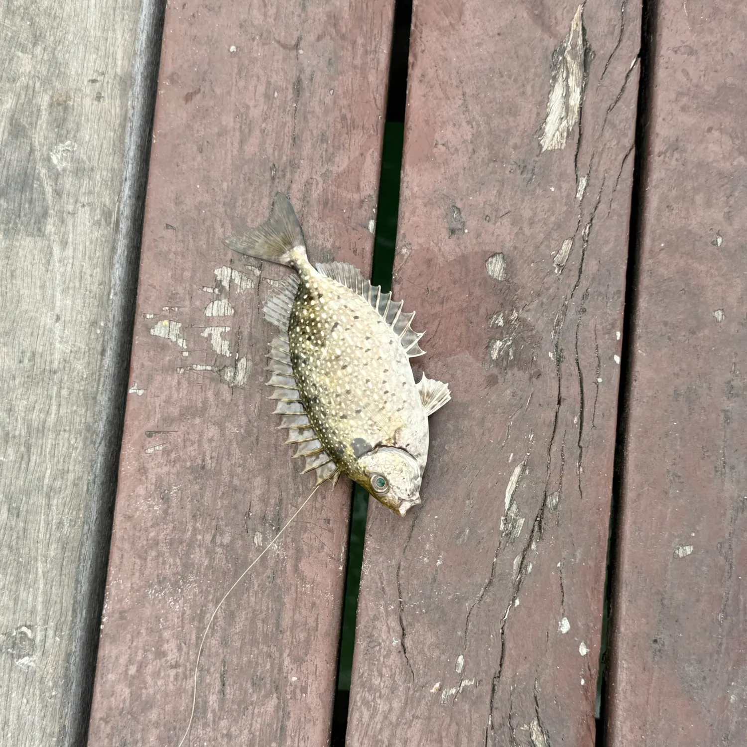 The most recent Mottled spinefoot catches on Fishbrain