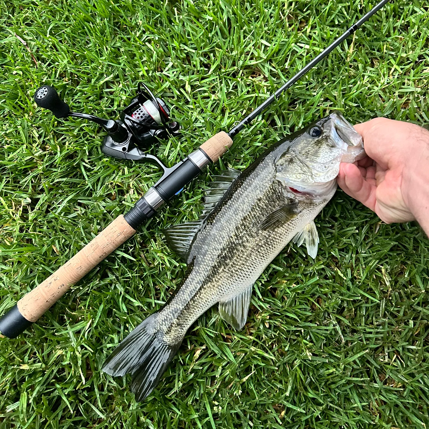 Largemouth bass caught on Fishbrain