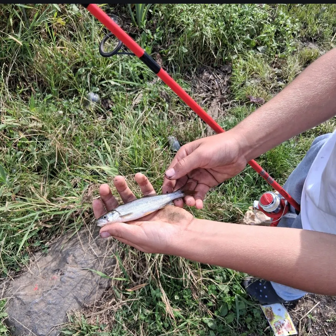 Peamouth caught on Fishbrain