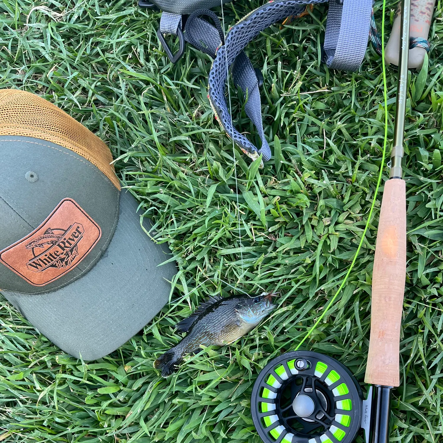 Green sunfish caught on Fishbrain