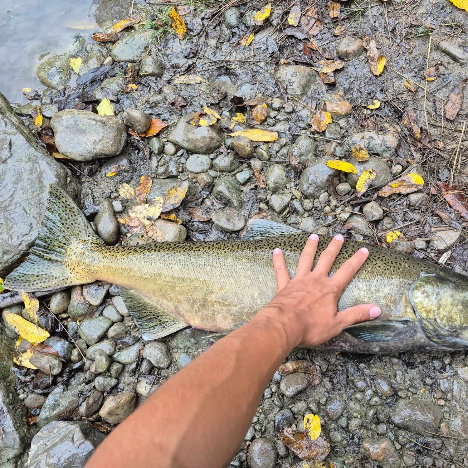 Chinook salmon caught on Fishbrain