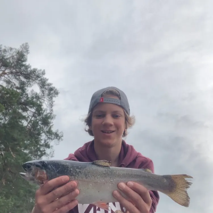 Rainbow trout caught on Fishbrain