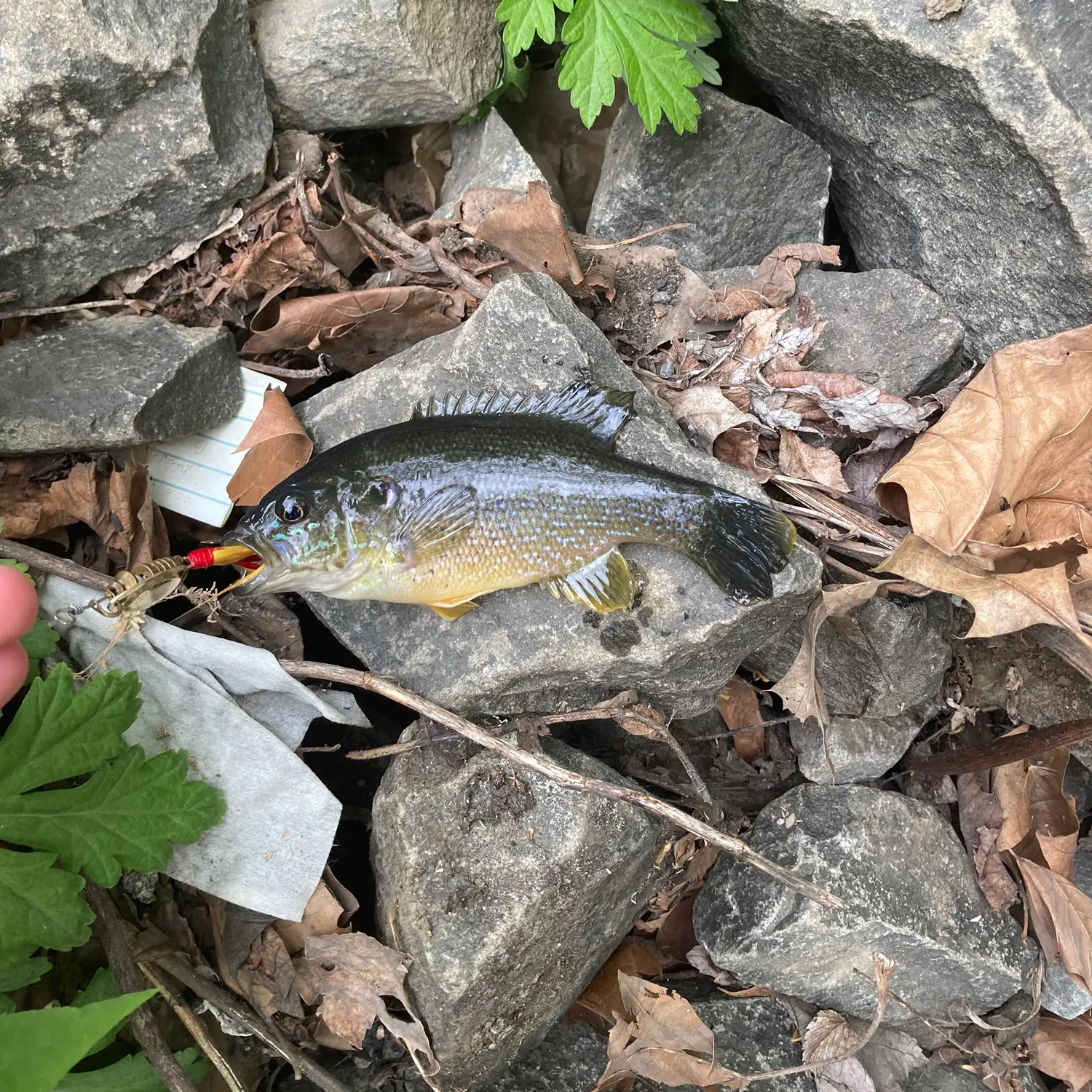 recently logged catches
