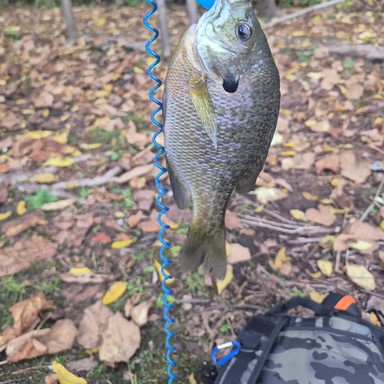Bluegill caught on Fishbrain