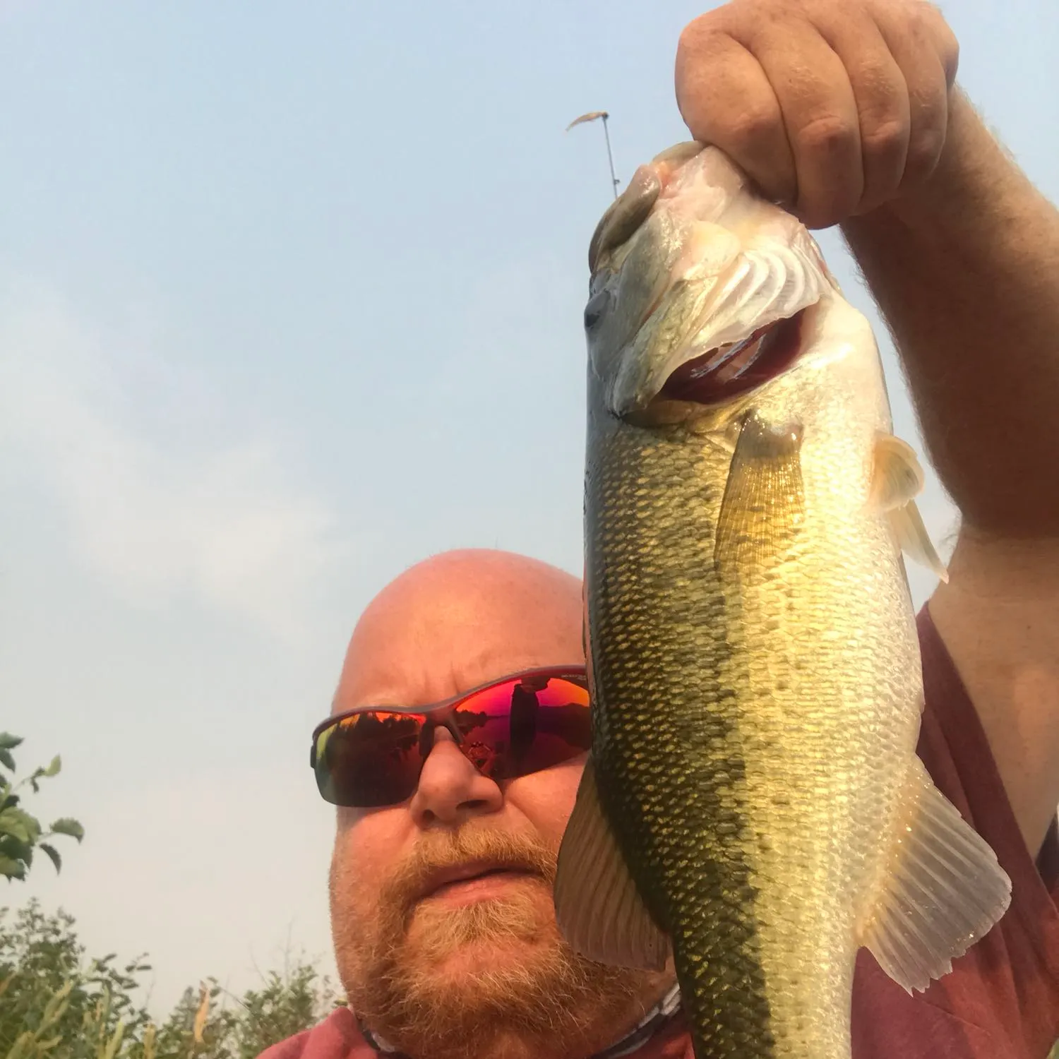 Yellow perch caught on Fishbrain