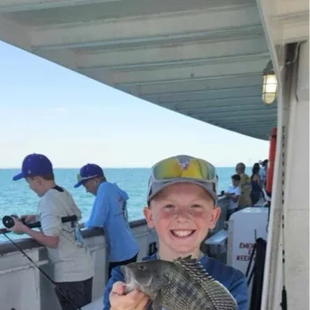 The most recent Black sea bass catches on Fishbrain