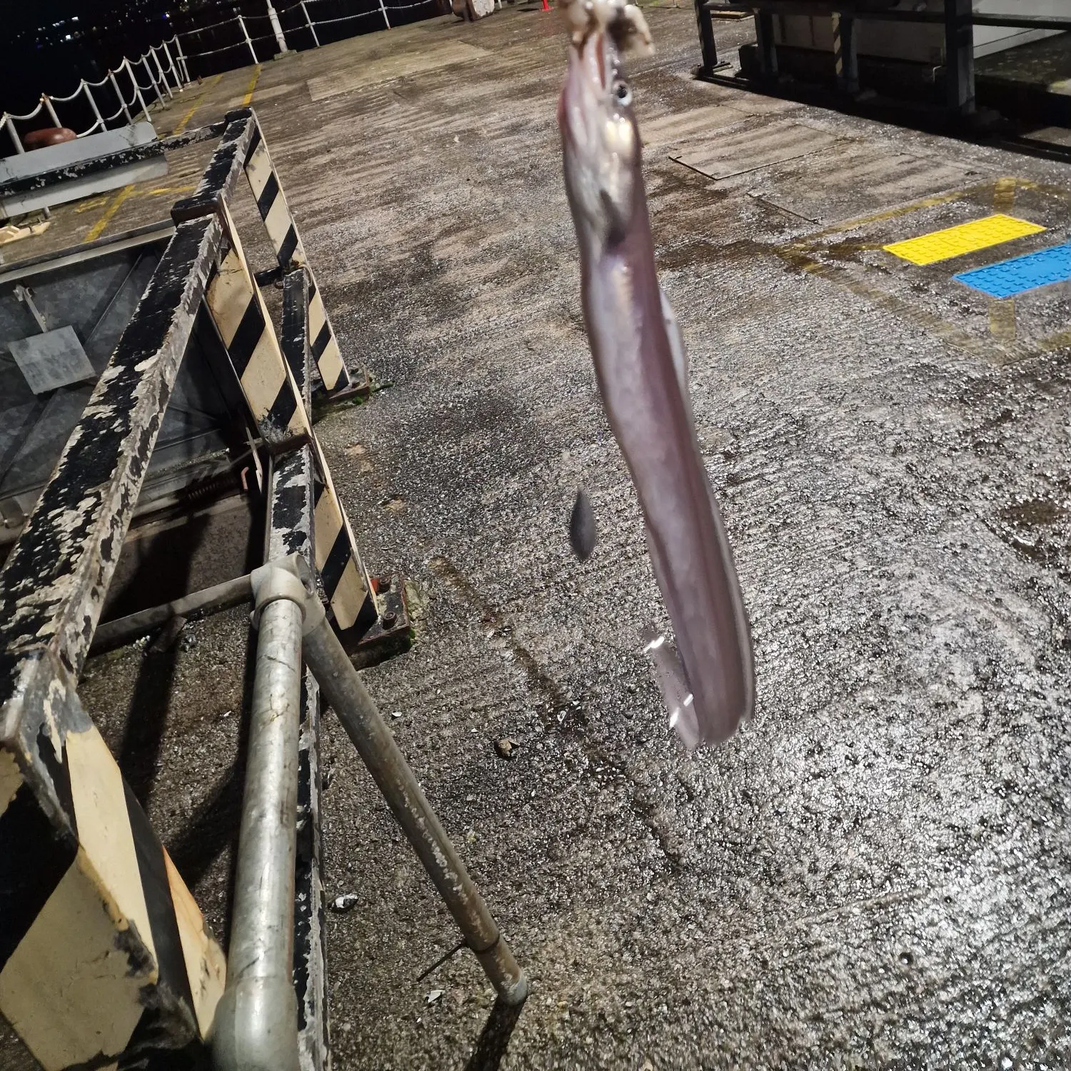 The most recent European conger catches on Fishbrain