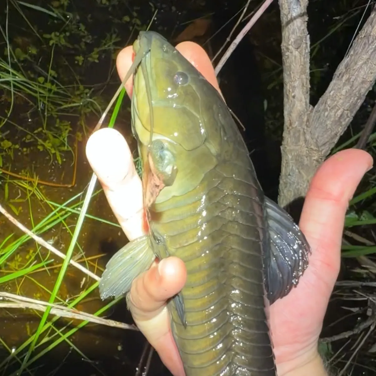 The most recent Brown Hoplo catches on Fishbrain