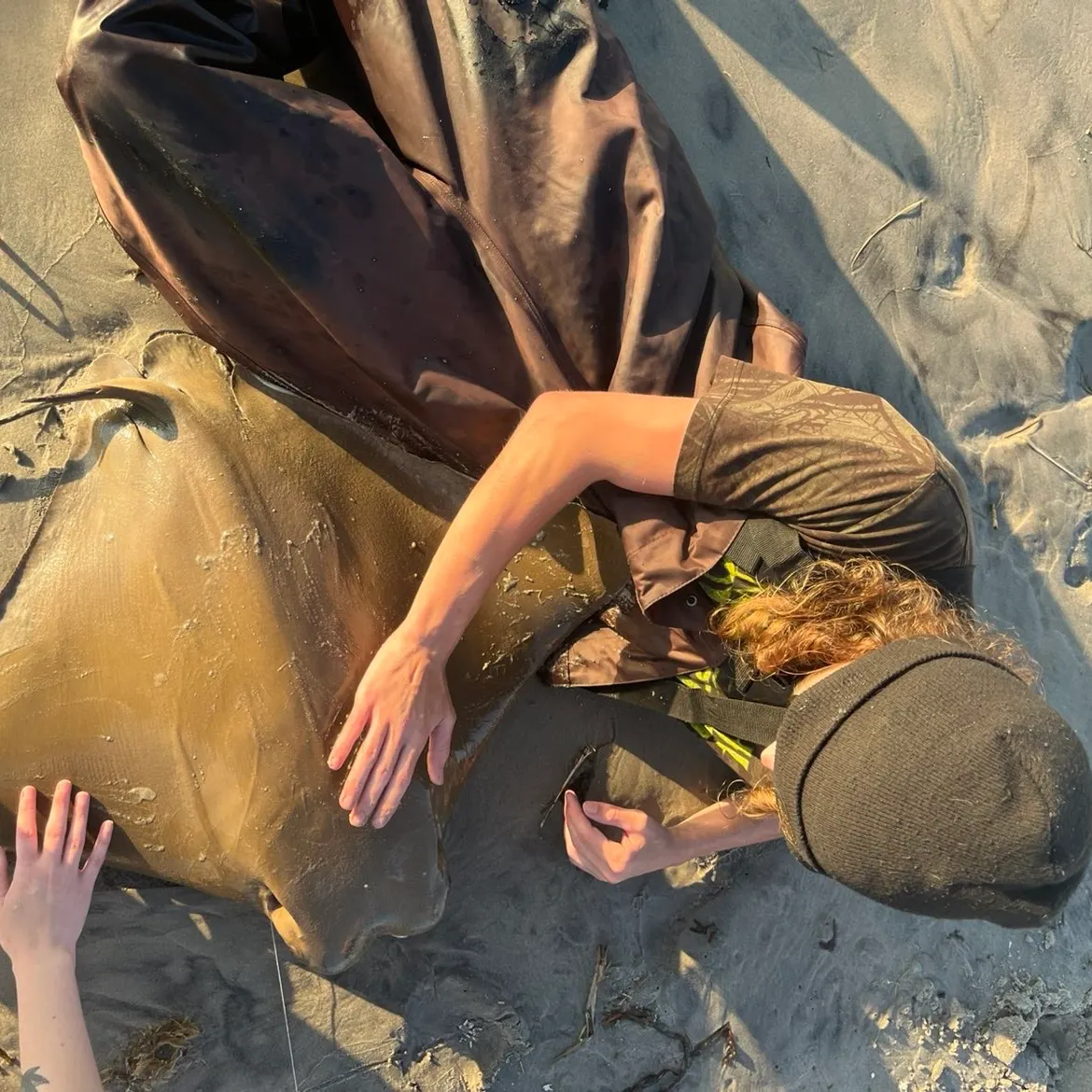 The most recent Cownose Ray catches on Fishbrain