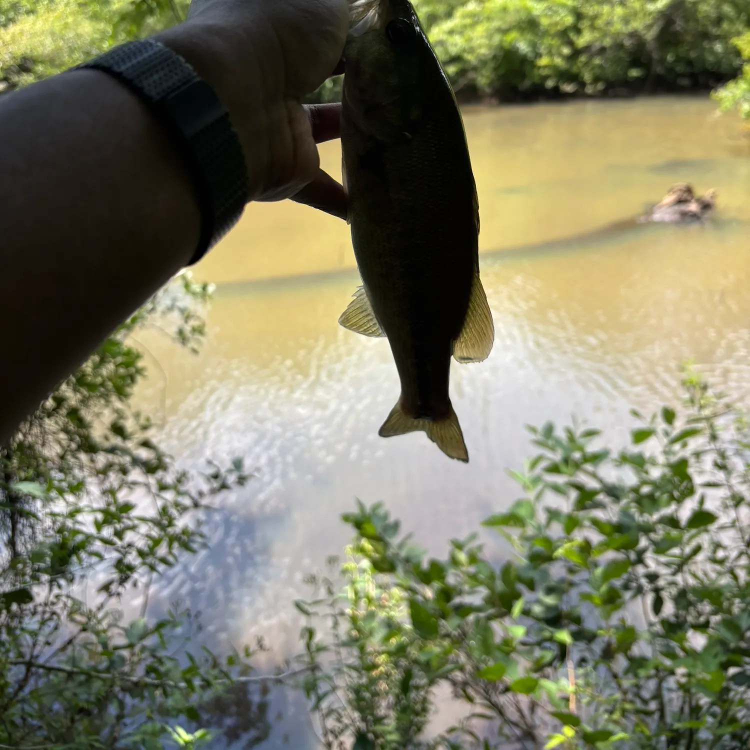 The most recent Alabama bass catches on Fishbrain