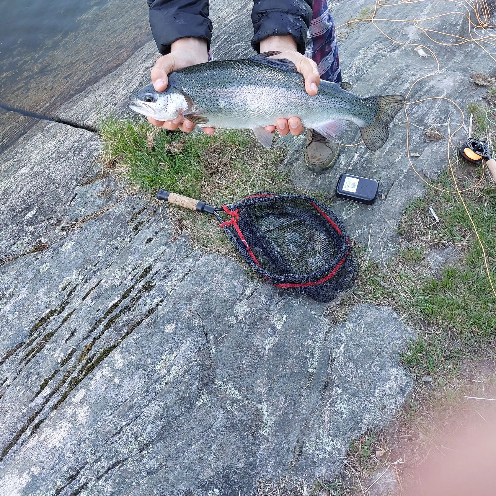 Rainbow trout caught on Fishbrain