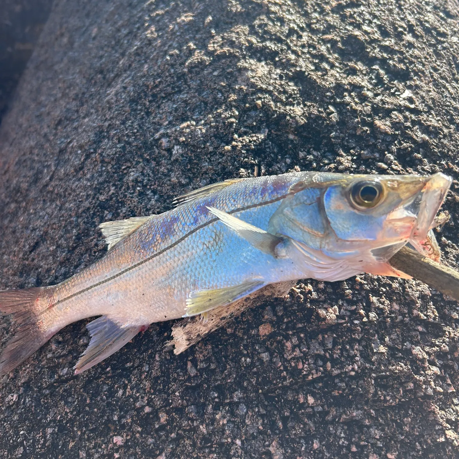 The most recent Fat snook catches on Fishbrain