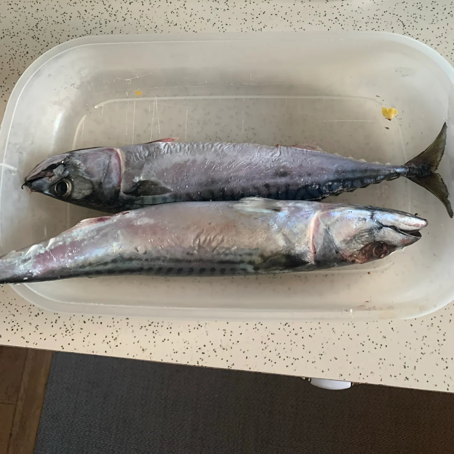 The most recent Atlantic mackerel catches on Fishbrain