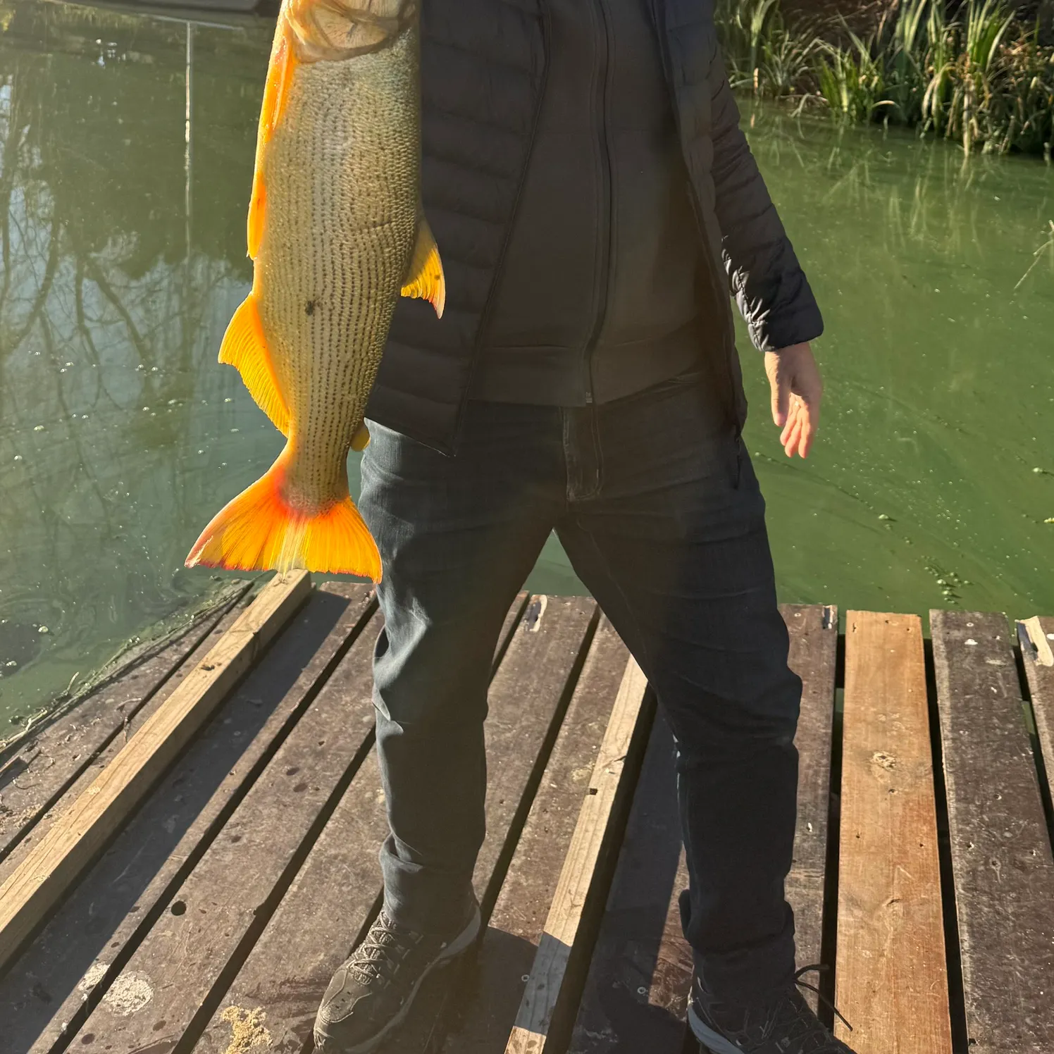 The most recent Golden dorado catches on Fishbrain
