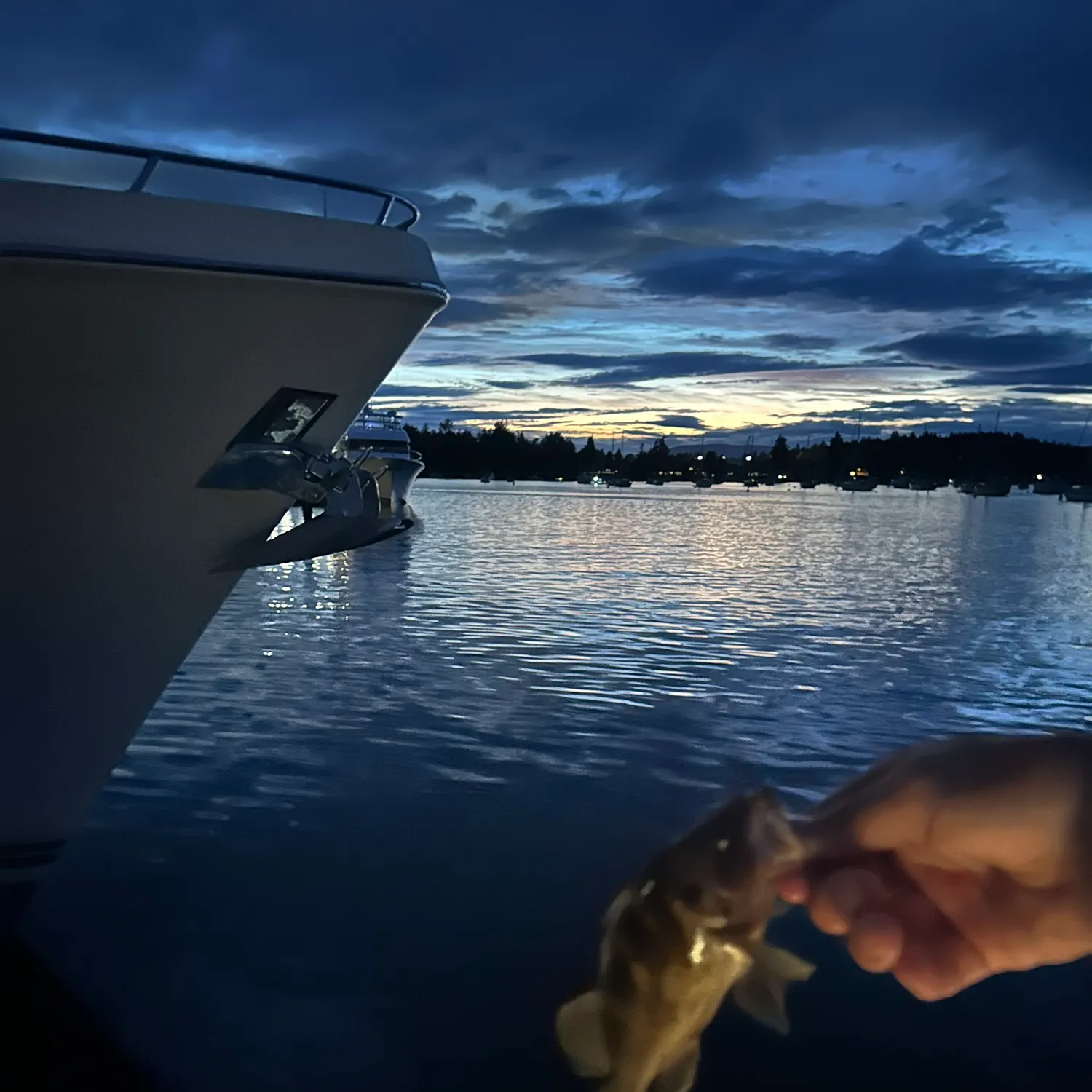 Copper rockfish caught on Fishbrain