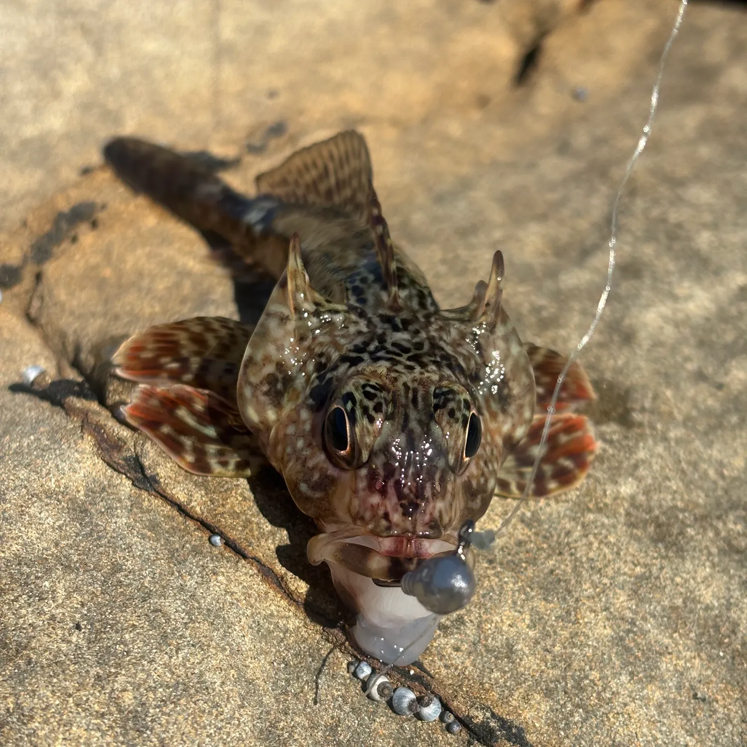 The most recent Common goby catches on Fishbrain
