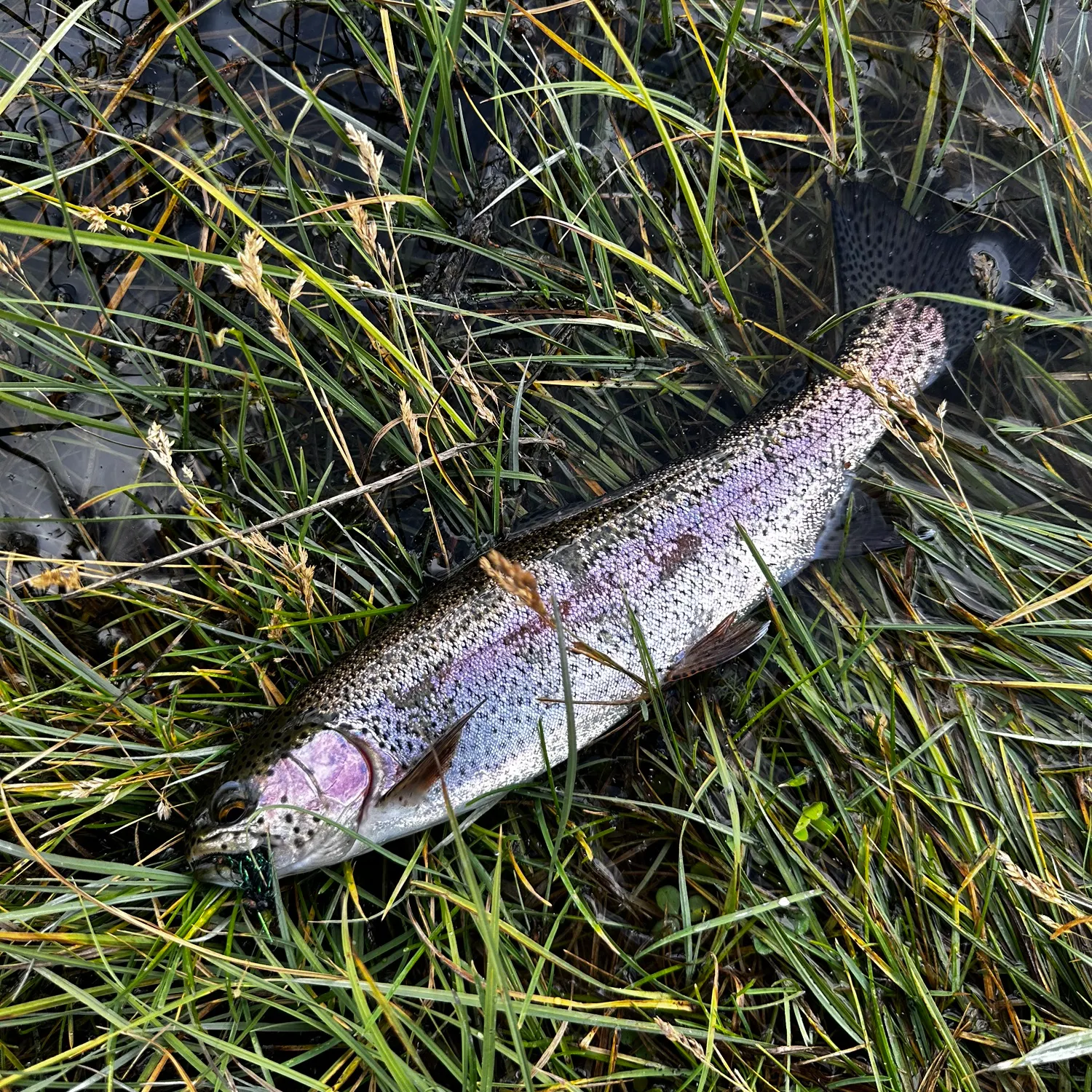 Rainbow trout caught on Fishbrain