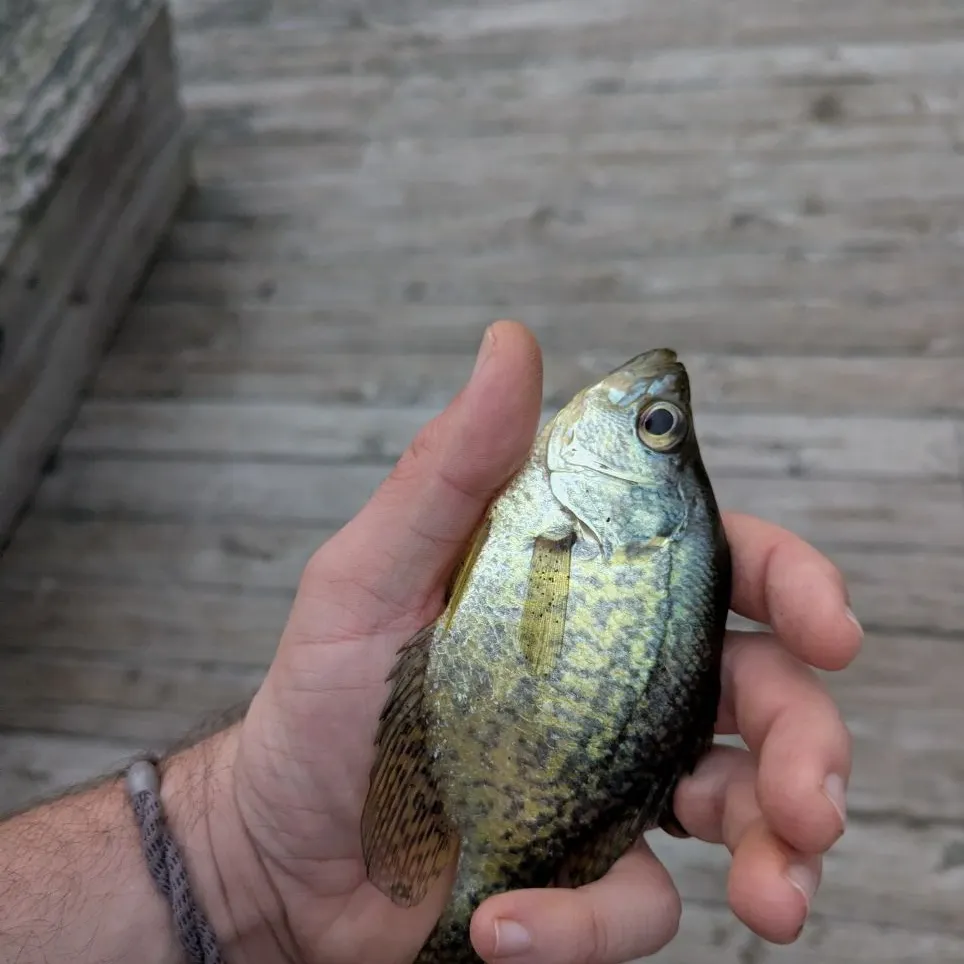 Black crappie caught on Fishbrain
