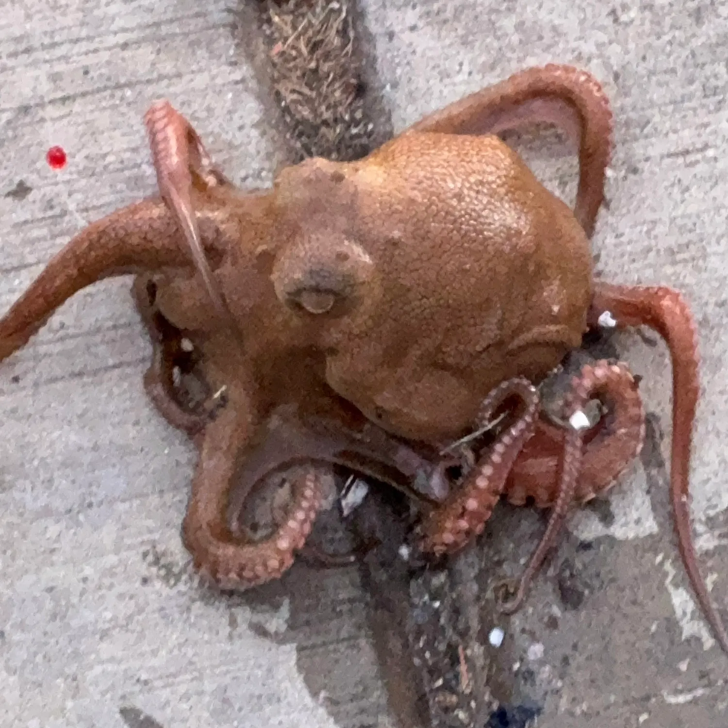 The most recent Hammer octopus catches on Fishbrain