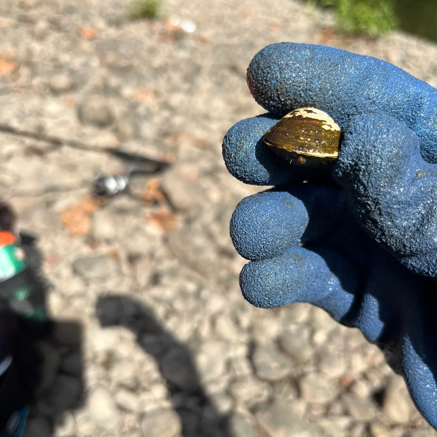 The most recent Giant floater catches on Fishbrain