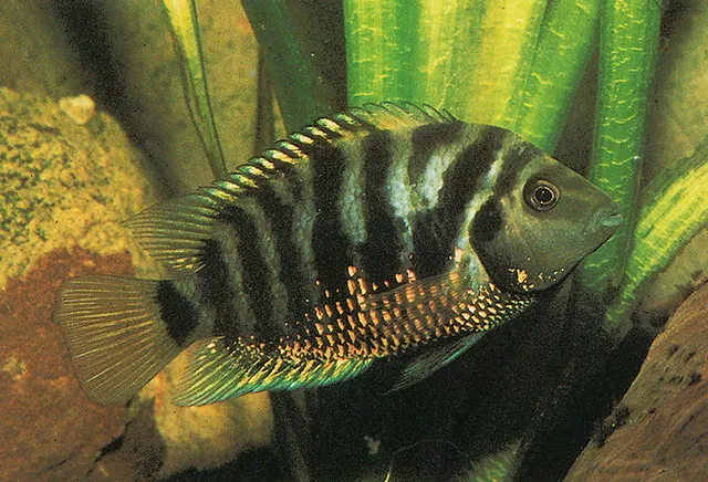 Convict cichlid