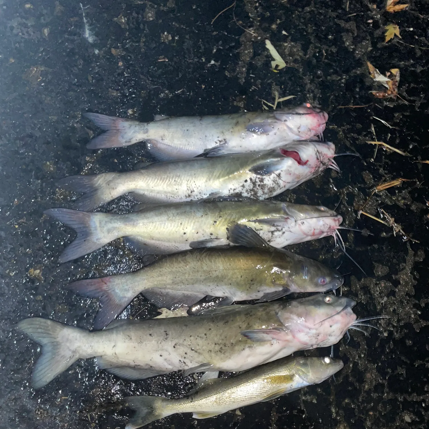 Channel catfish caught on Fishbrain