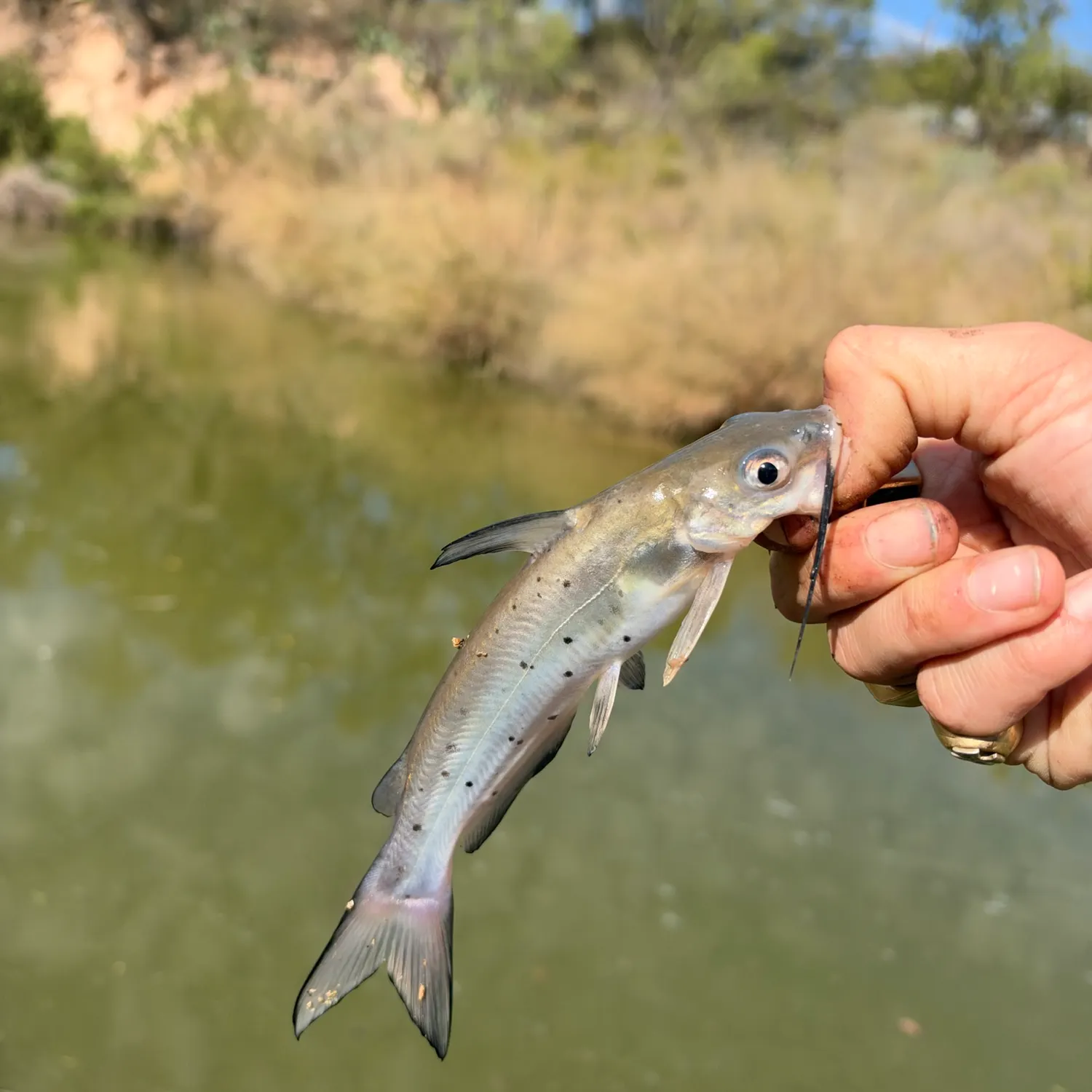 Channel catfish caught on Fishbrain