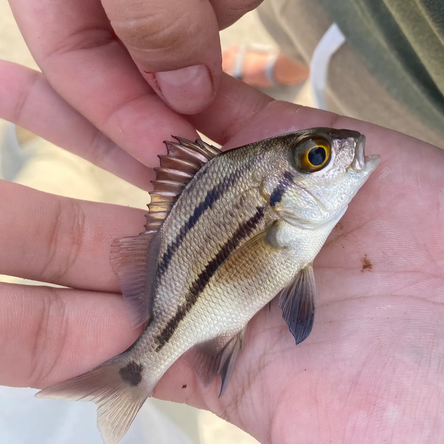 The most recent Black margate catches on Fishbrain