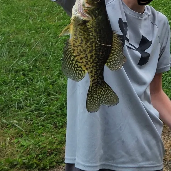 Black crappie caught on Fishbrain