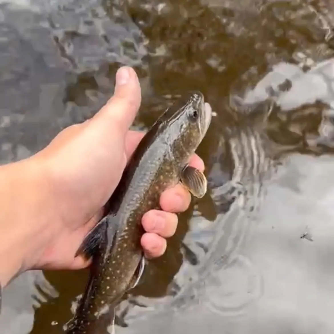 The most recent Bull trout catches on Fishbrain