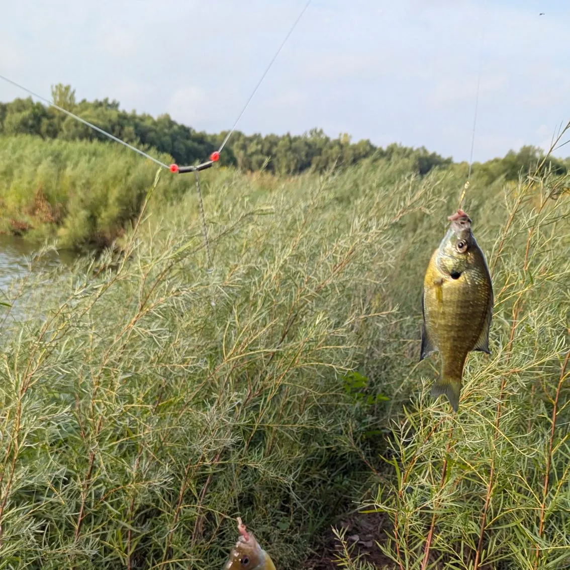 Bluegill caught on Fishbrain