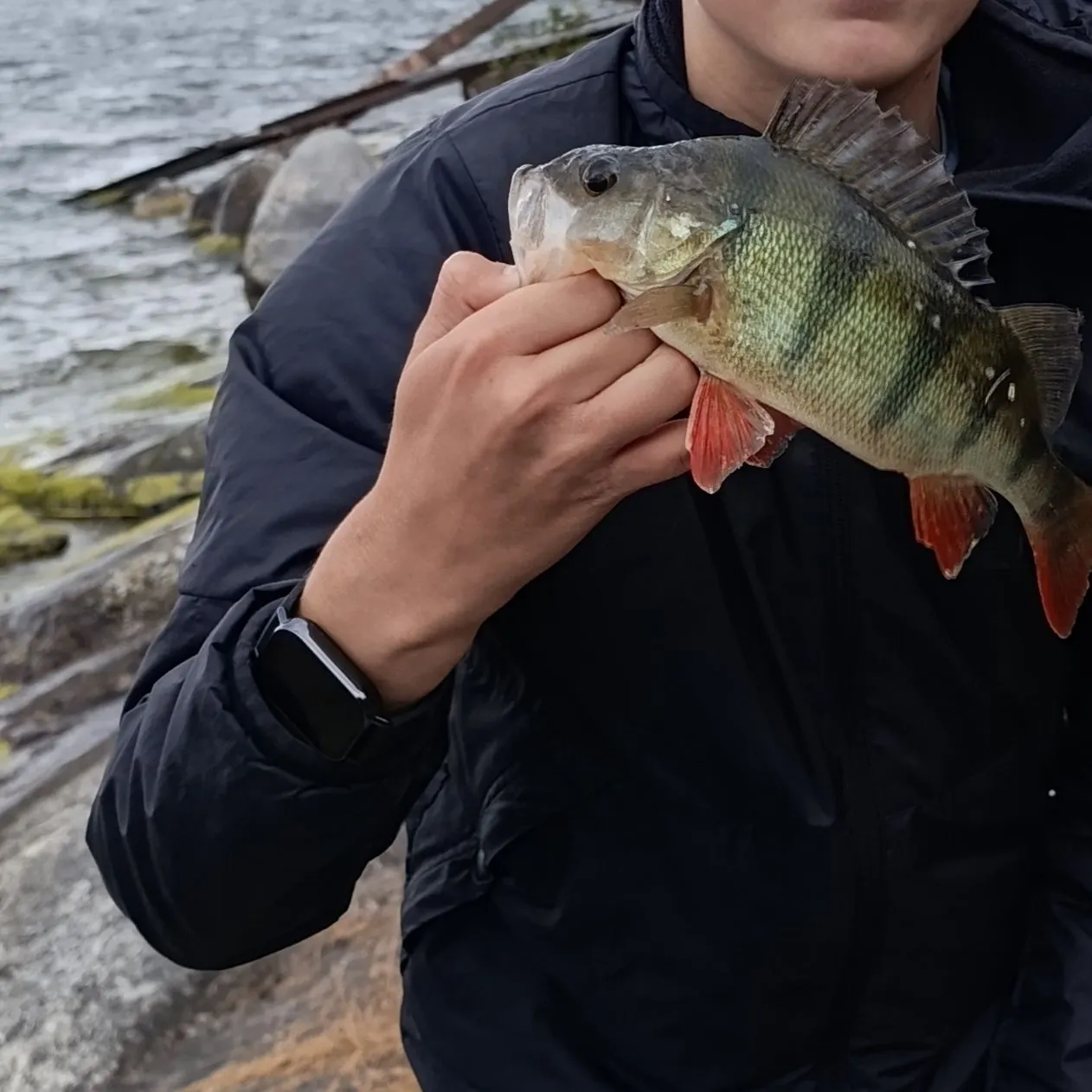 European perch caught on Fishbrain