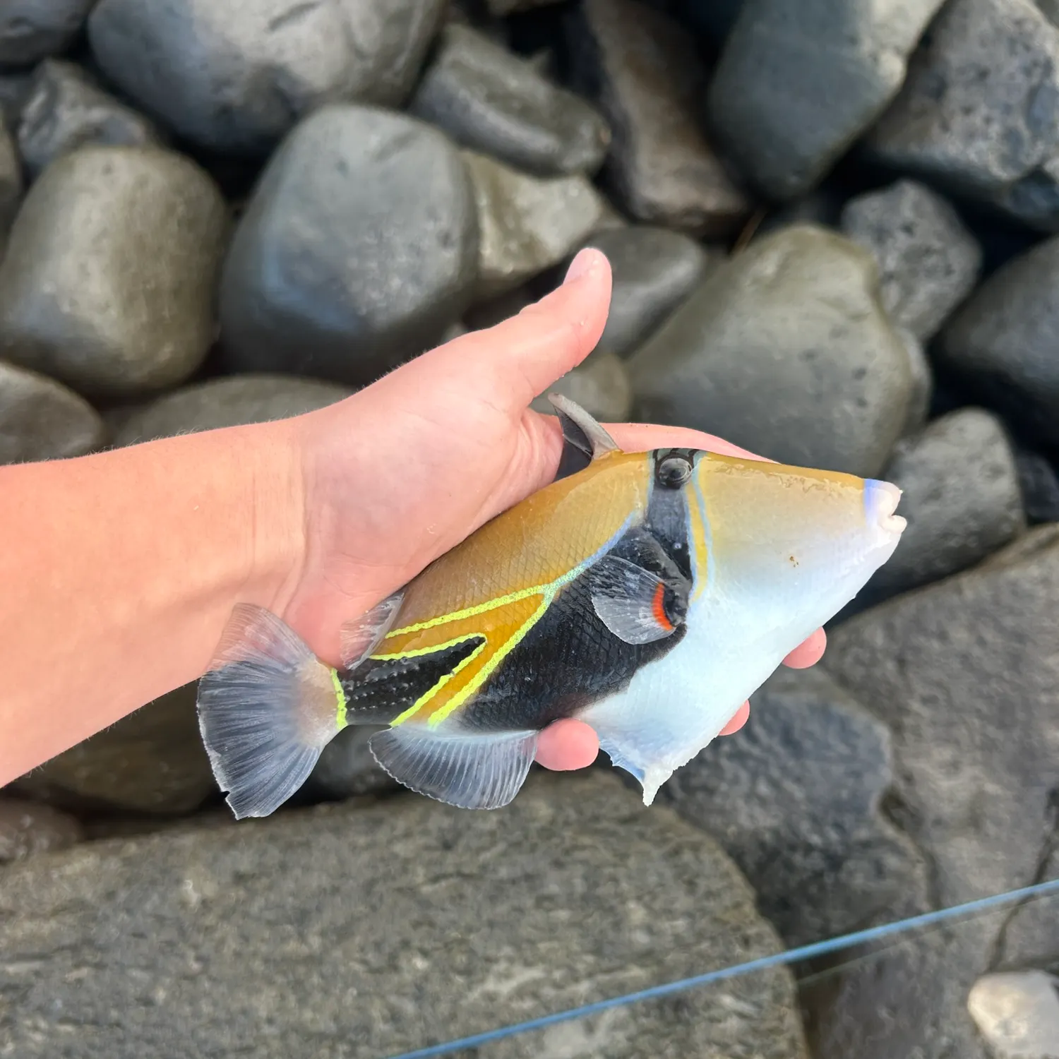 The most recent Wedge-tail triggerfish catches on Fishbrain