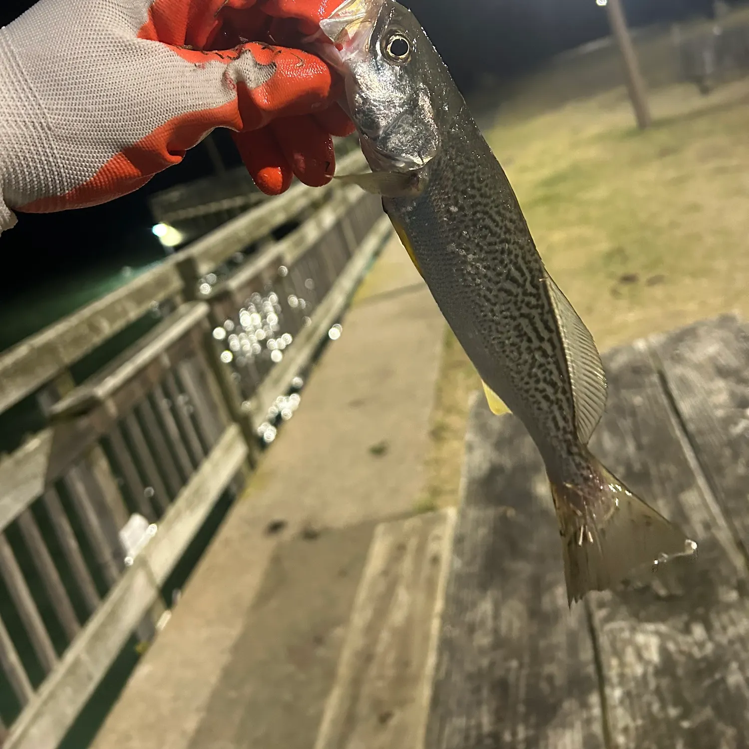 The most recent Gray weakfish catches on Fishbrain