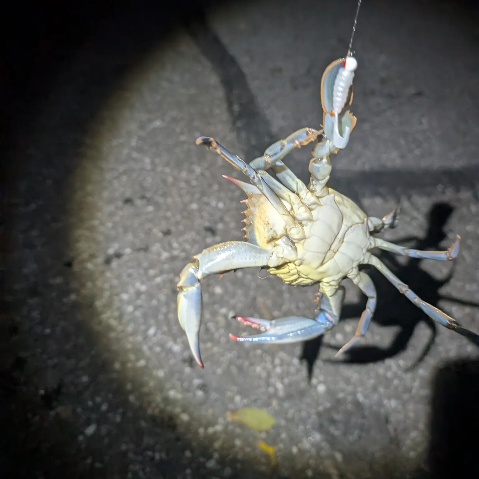 Blue crab caught on Fishbrain