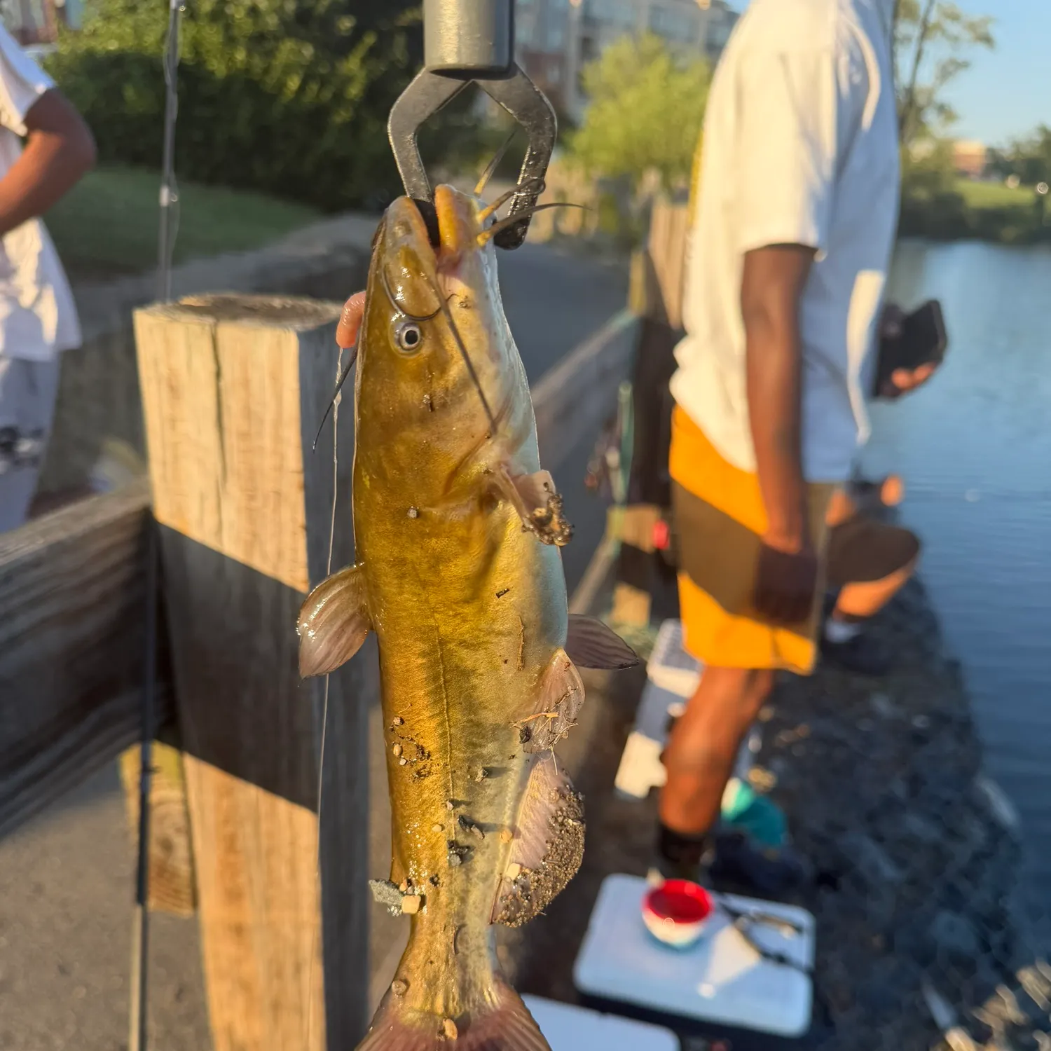 Brown bullhead caught on Fishbrain
