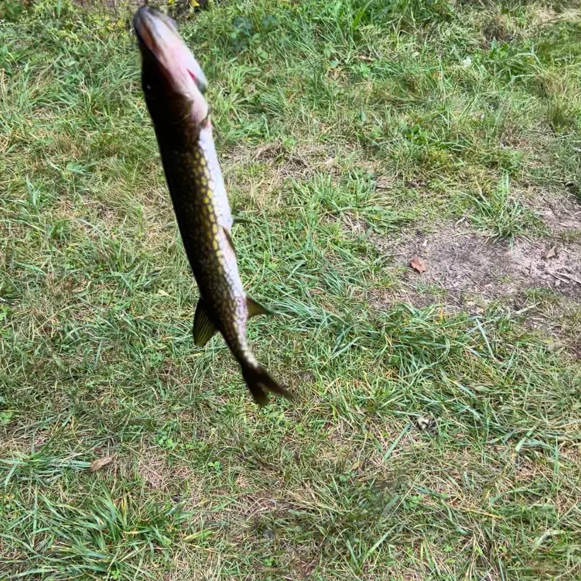 Chain pickerel caught on Fishbrain