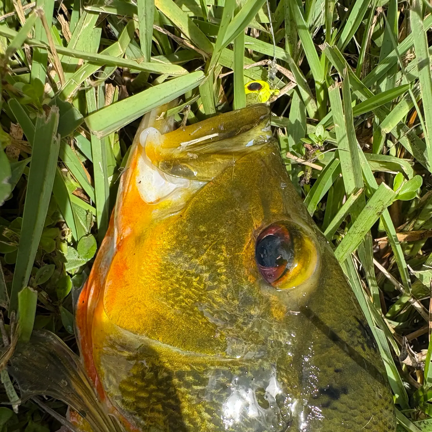 The most recent Butterfly peacock bass catches on Fishbrain
