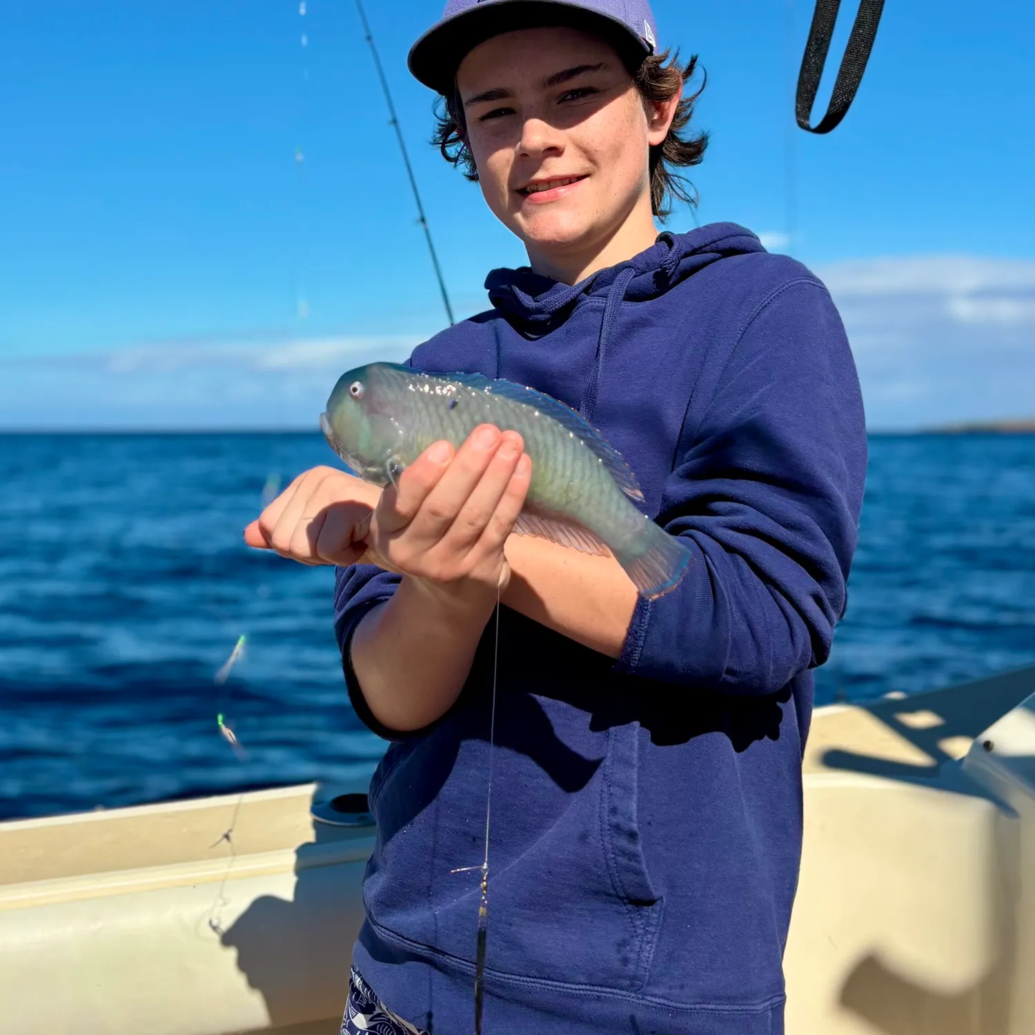 The most recent Peacock wrasse catches on Fishbrain