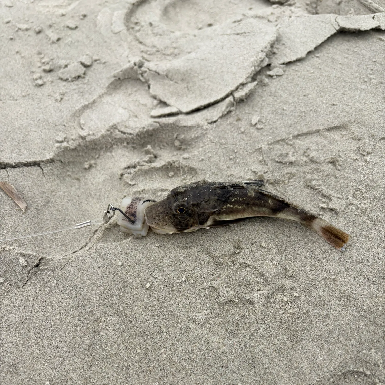 The most recent Northern searobin catches on Fishbrain