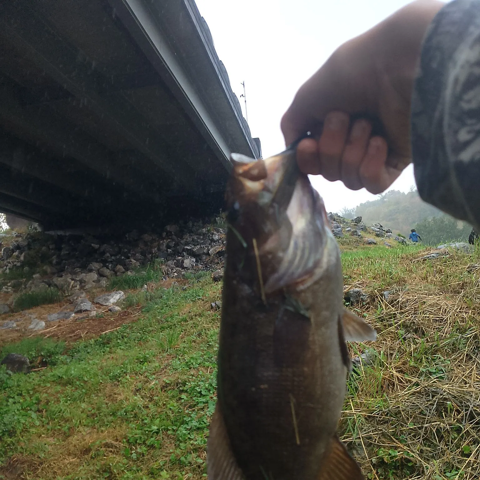 Smallmouth bass caught on Fishbrain