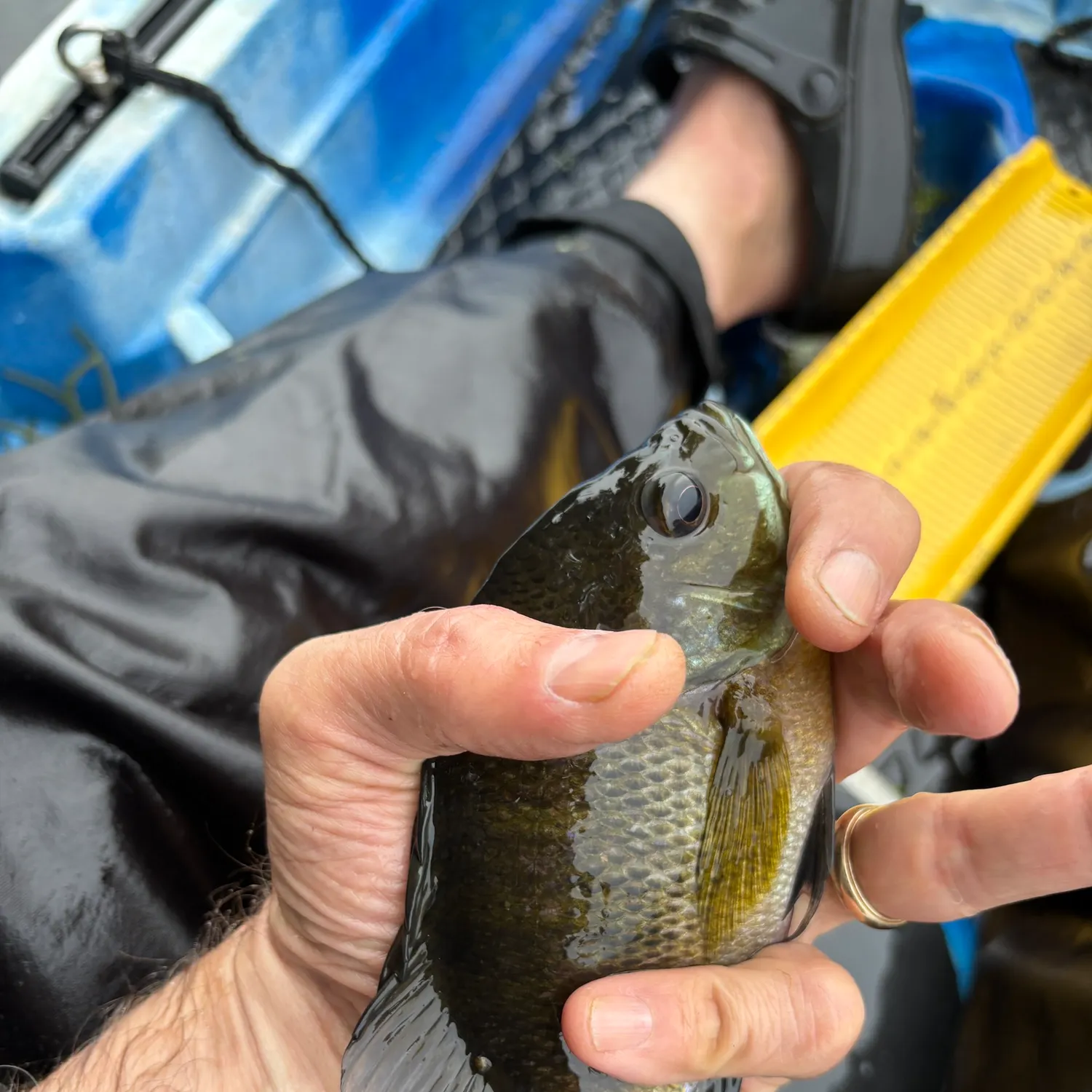 Bluegill caught on Fishbrain