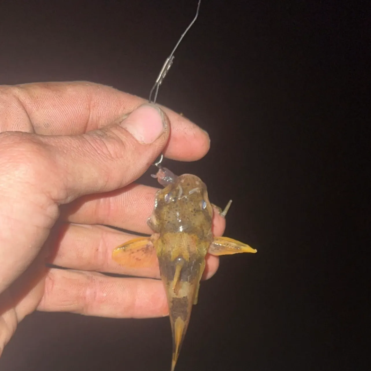 The most recent Northern madtom catches on Fishbrain