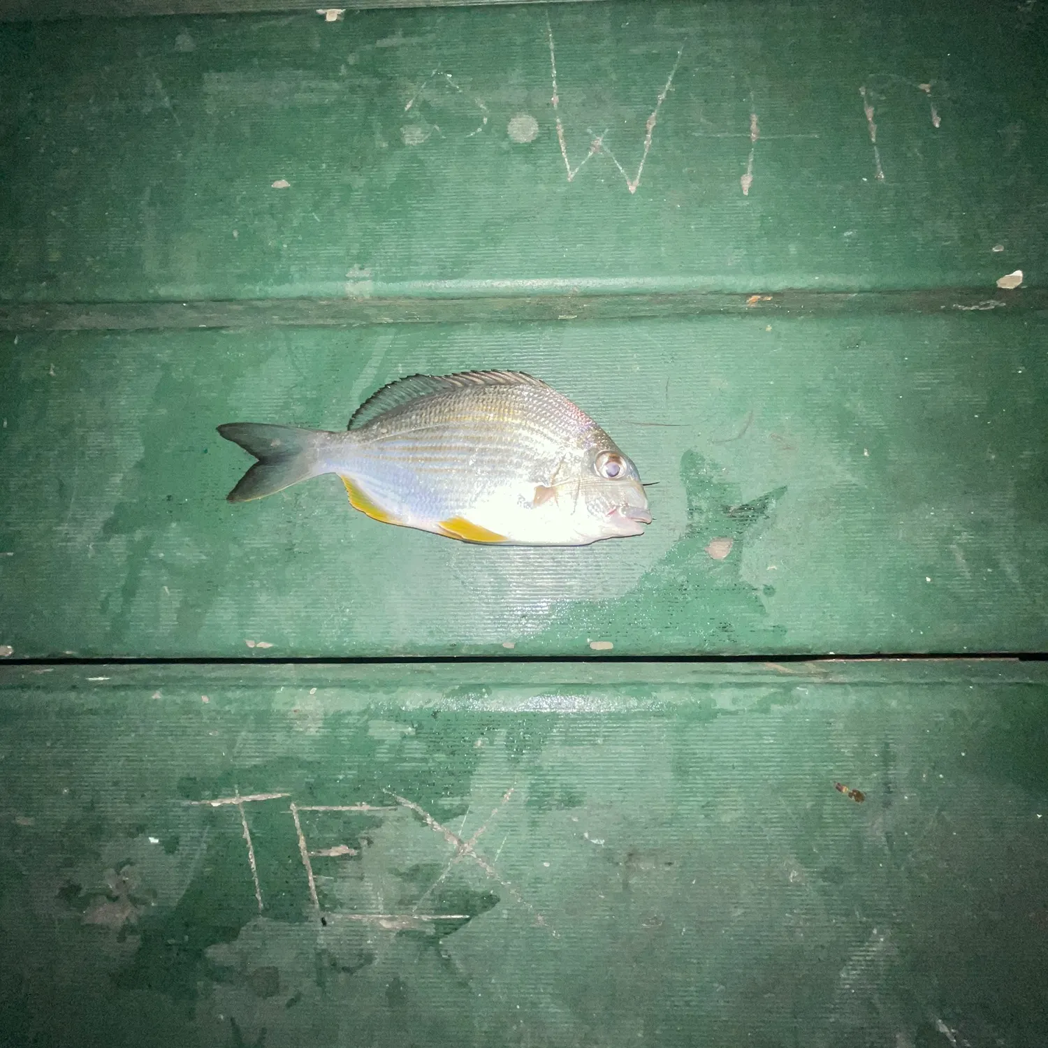 Surf bream caught on Fishbrain