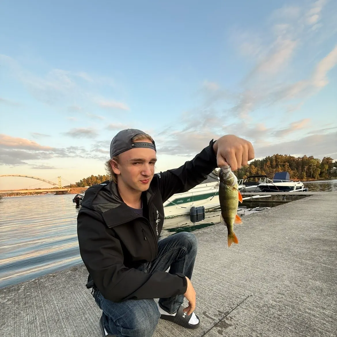 European perch caught on Fishbrain