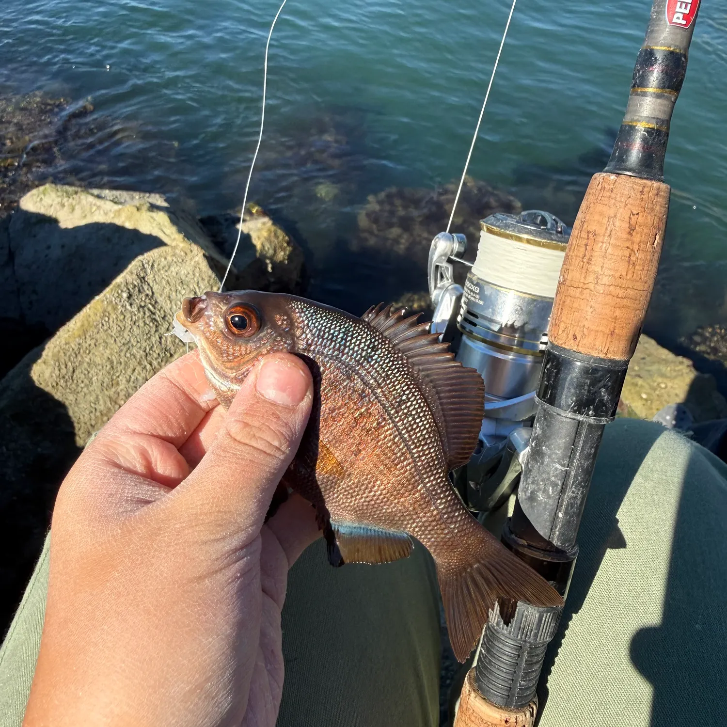 The most recent Black perch catches on Fishbrain