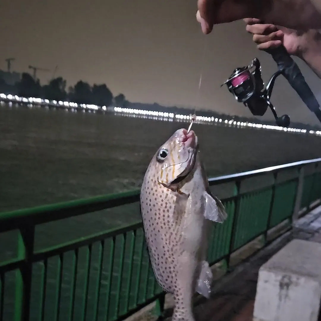 Orange-spotted grouper caught on Fishbrain