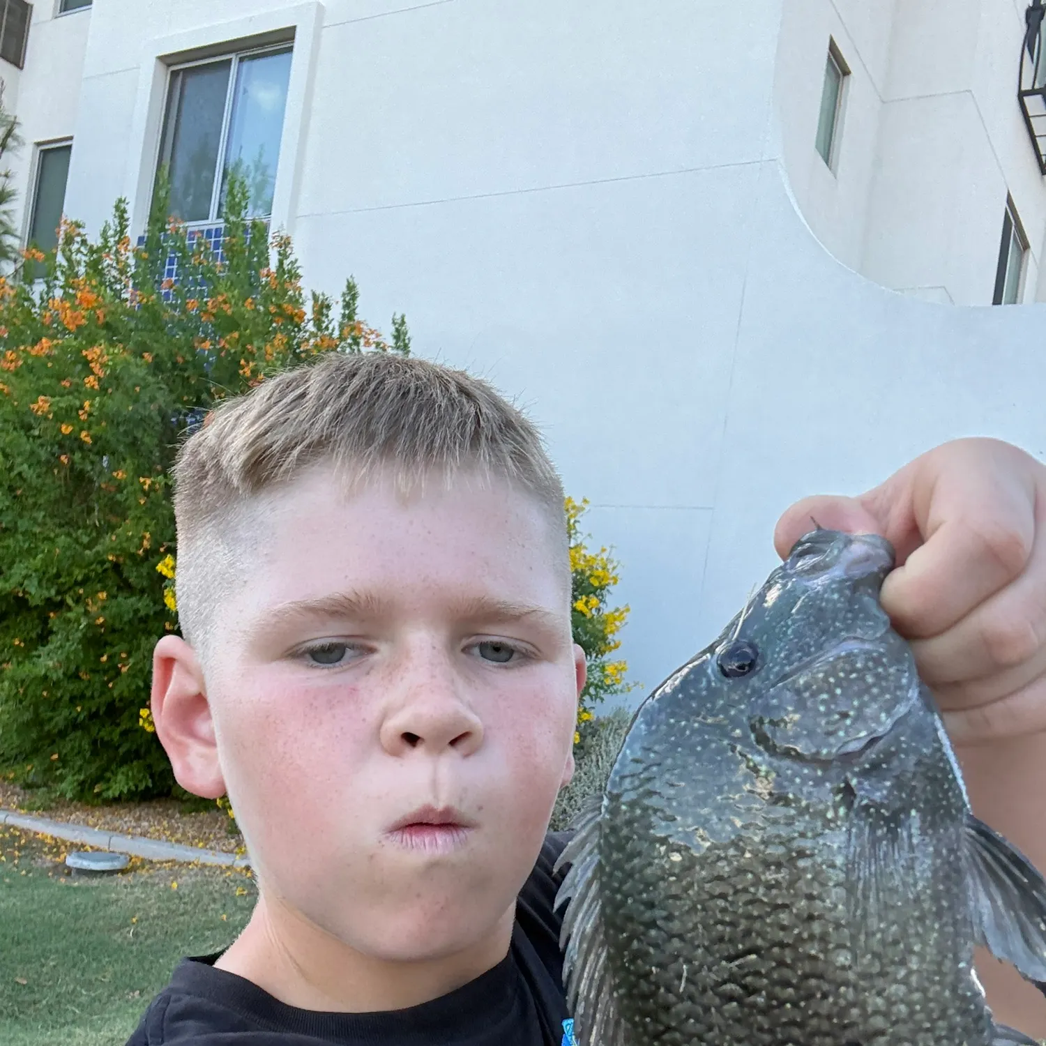 The most recent Rio Grande cichlid catches on Fishbrain