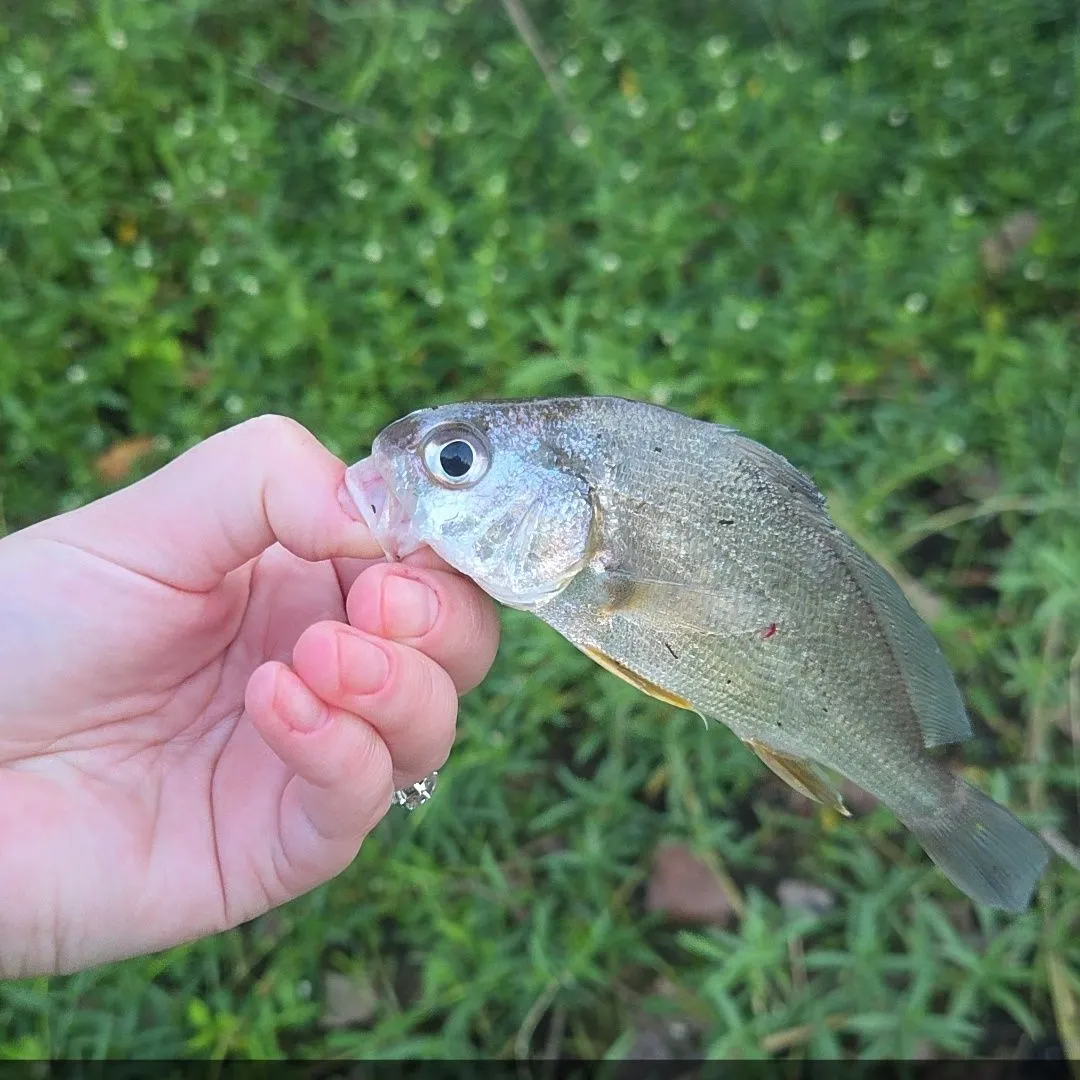 Freshwater drum caught on Fishbrain