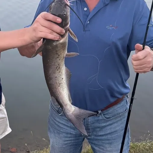 Channel catfish caught on Fishbrain